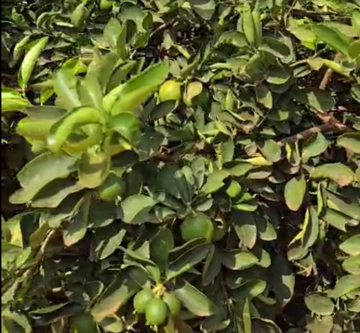 Imagem estática do campo capturada por celular